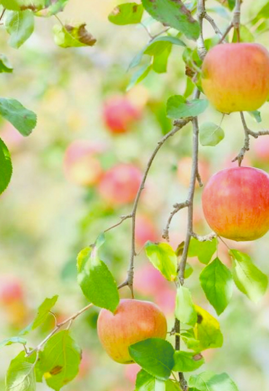 久々野町リンゴ園